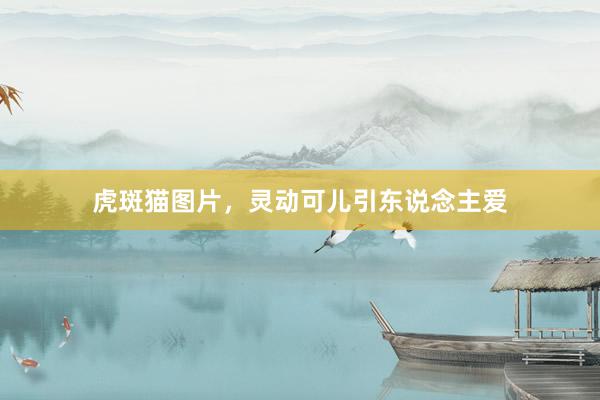 虎斑猫图片，灵动可儿引东说念主爱
